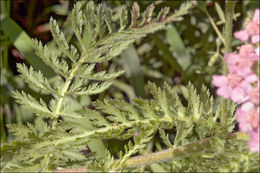 Image of Alps yarrow