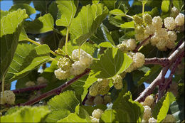 Image of white mulberry