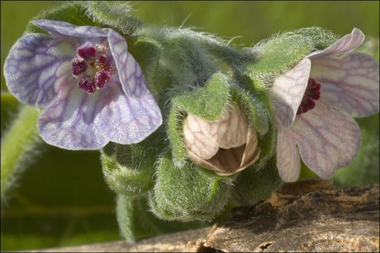 Image of blue hound's tongue