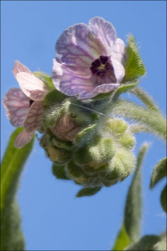 Image of blue hound's tongue