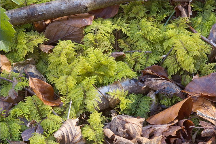 Image of tamarisk thuidium moss