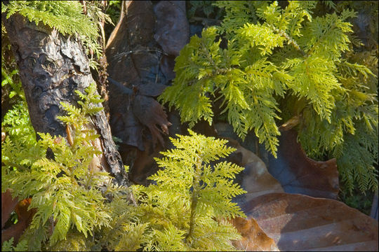 Image of tamarisk thuidium moss