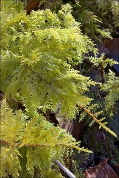 Image de thuidie à feuilles de tamaris