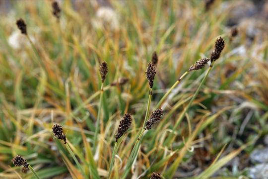 Image of blackandwhite sedge