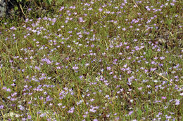 Image of Bridges' pincushionplant