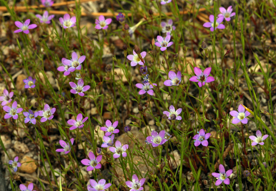 Image of Bridges' pincushionplant