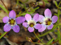 Image of Bridges' pincushionplant