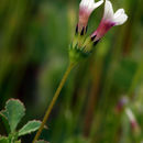 Image of <i>Trifolium variegatum</i> var. <i>geminiflorum</i>