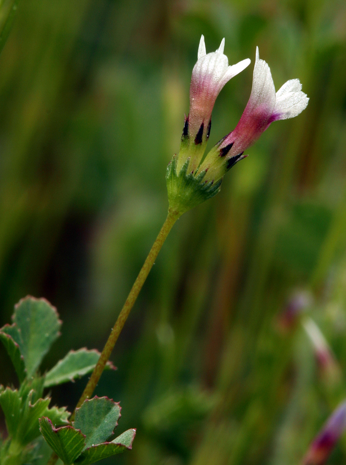 Image of <i>Trifolium variegatum</i> var. <i>geminiflorum</i>