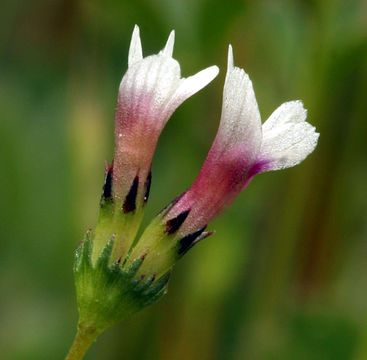 Image of <i>Trifolium variegatum</i> var. <i>geminiflorum</i>