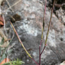 Image of Waldo rockcress