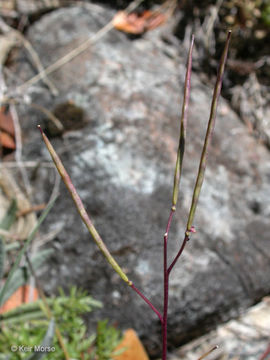 Image of Waldo rockcress