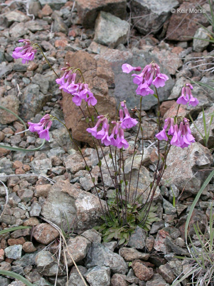 Слика од Arabis aculeolata Greene