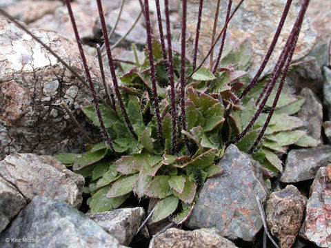 Слика од Arabis aculeolata Greene