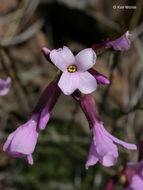 Слика од Arabis aculeolata Greene