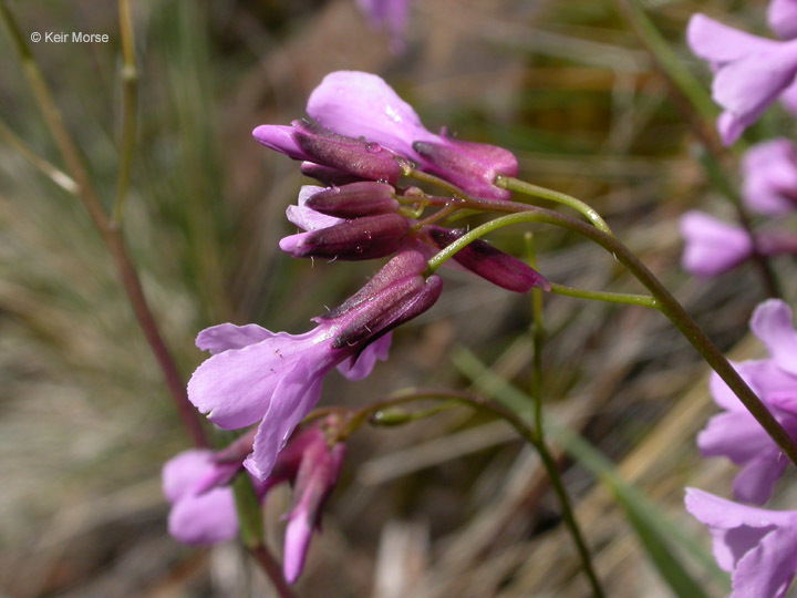 Слика од Arabis aculeolata Greene