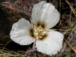 Image of Howell's mariposa lily