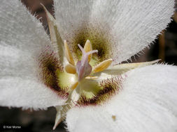 Image of Howell's mariposa lily