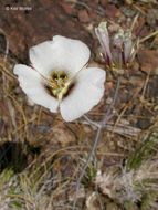 Image of Howell's mariposa lily