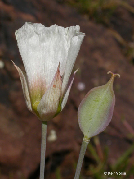 Image of Howell's mariposa lily