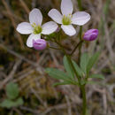 Image of <i>Cardamine nuttallii</i> var. <i>gemmata</i>