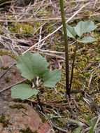 Imagem de <i>Cardamine nuttallii</i> var. <i>gemmata</i>