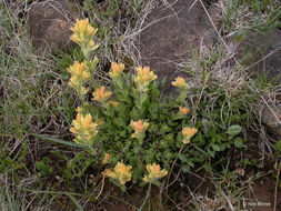 Image of short-lobe Indian paintbrush