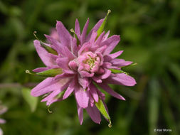 Image of Siskiyou Indian paintbrush