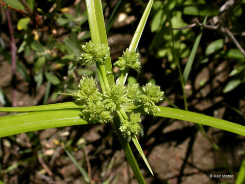 Слика од Cyperus eragrostis Lam.