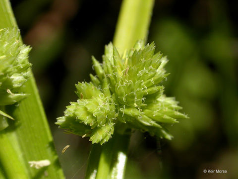 Слика од Cyperus eragrostis Lam.