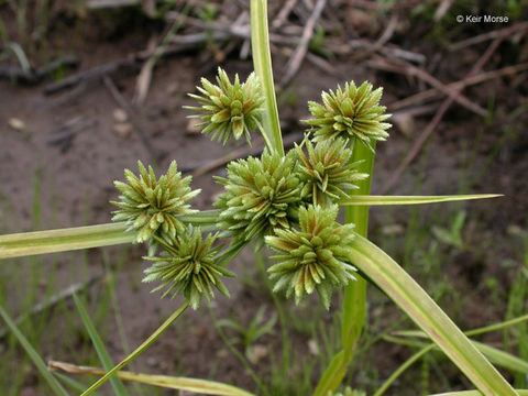 Plancia ëd Cyperus eragrostis Lam.