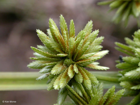 Слика од Cyperus eragrostis Lam.