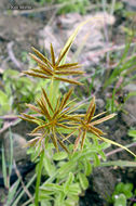 Image of strawcolored flatsedge