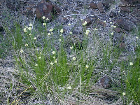 Image of <i>Eriophorum crinigerum</i>