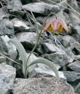 Image of Siskiyou fritillary