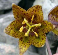 Image of Siskiyou fritillary