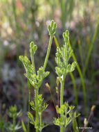 Imagem de Yabea microcarpa (Hook. & Arn.) Koso-Pol.