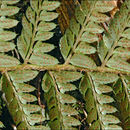 Image of hard shield-fern