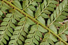 Imagem de Polystichum aculeatum (L.) Roth