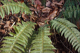 Imagem de Polystichum aculeatum (L.) Roth