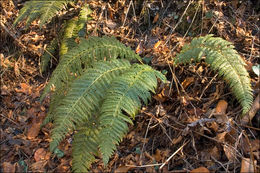 Imagem de Polystichum aculeatum (L.) Roth