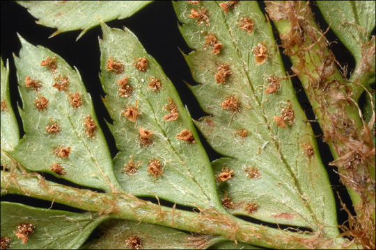 Plancia ëd Polystichum aculeatum (L.) Roth