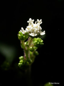 صورة Adenocaulon bicolor Hook.