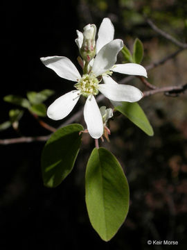 Image of Utah serviceberry