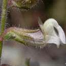 Image of <i>Antirrhinum vexillocalyculatum</i> ssp. <i>breweri</i>