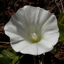 Image of nightblooming false bindweed