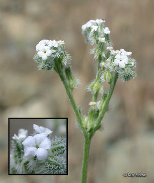 Слика од Cryptantha flaccida (Dougl.) Greene