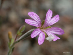 Image of tall annual willowherb