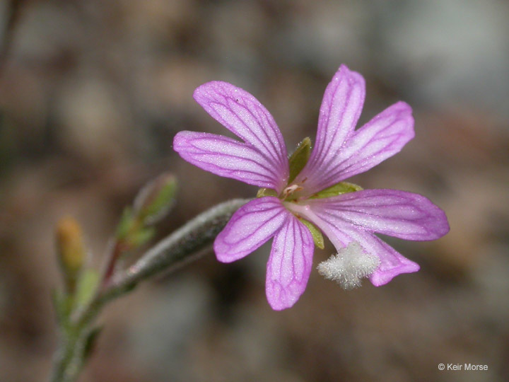 Image of tall annual willowherb