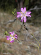 Image of tall annual willowherb